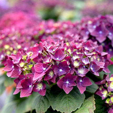 Гортензія Роял Ред Пурпл / Р10 / Hydrangea Royal Red Purple, фото 1
