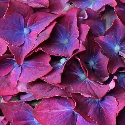 Гортензія Роял Ред Пурпл / Р10 / Hydrangea Royal Red Purple, фото 3