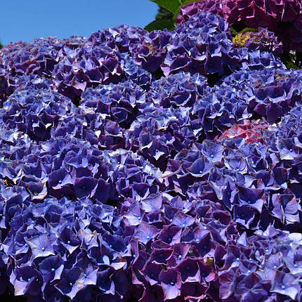 Гортензія Роял Ред Пурпл / Р10 / Hydrangea Royal Red Purple, фото 2