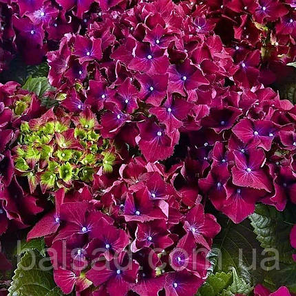 Гортензія Роял Ред Пурпл / С3 / Hydrangea Royal Red Purple, фото 3