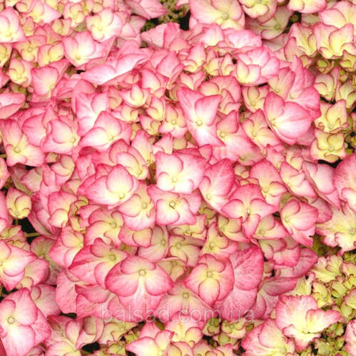 Гортензія Адула Пінк / Р12 / Hydrangea Adula Pink