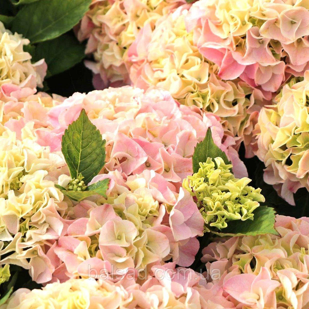 Гортензія Саксон Сонненштайн / Р14 / Hydrangea Saxon Sonnenstein