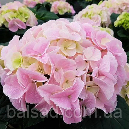 Гортензія Саксон Сонненштайн / Р14 / Hydrangea Saxon Sonnenstein, фото 3