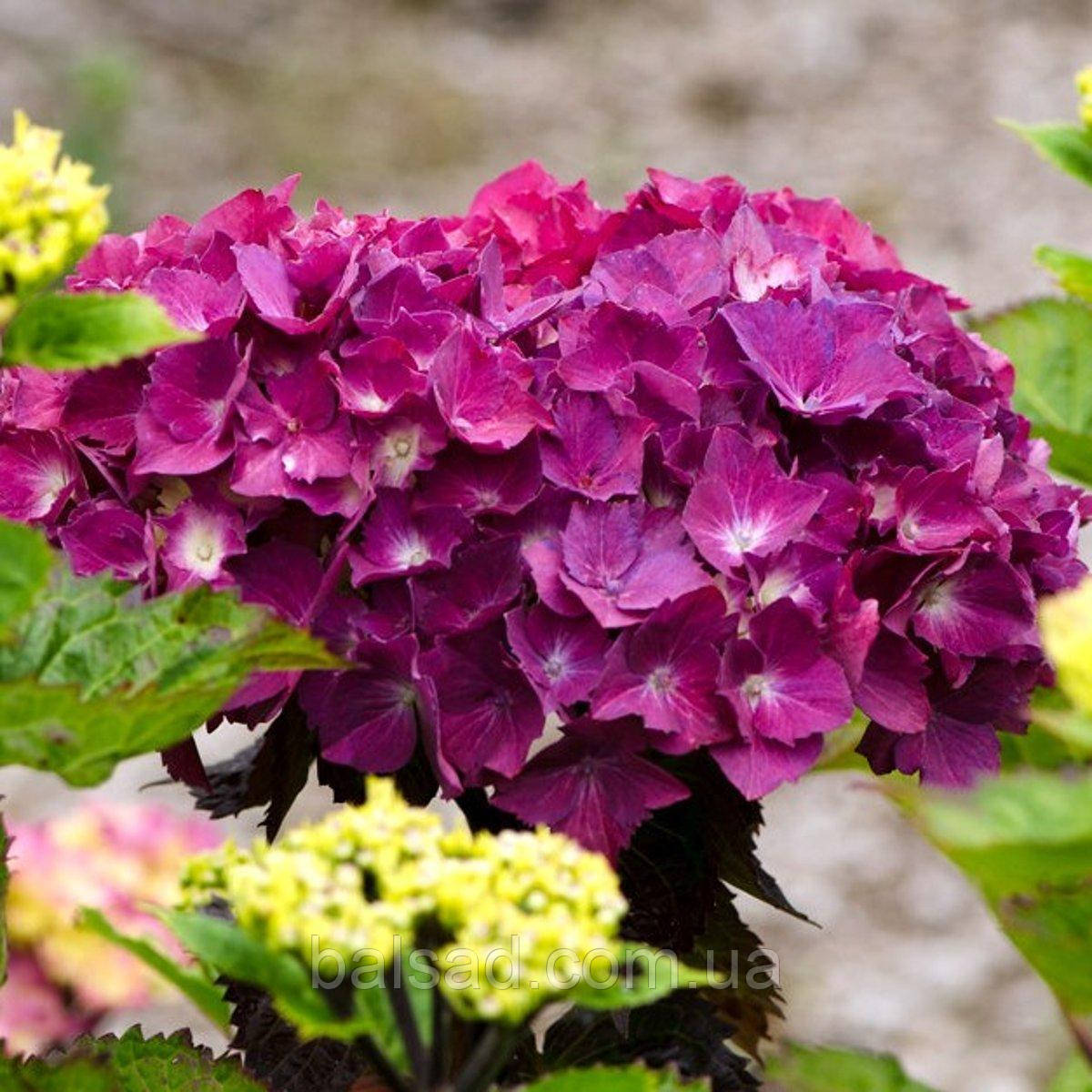 Гортензія Ред Бьюти Пурпл / Р14 / Hydrangea Red Beauty Purple