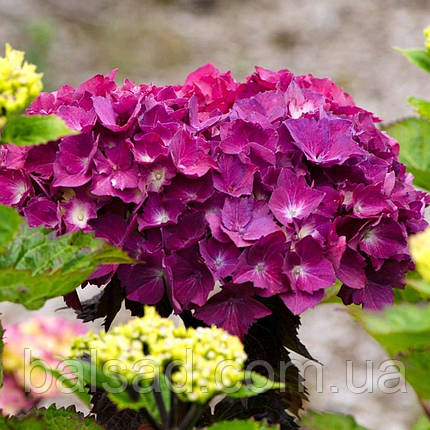 Гортензія Ред Бьюти Пурпл / Р14 / Hydrangea Red Beauty Purple, фото 1