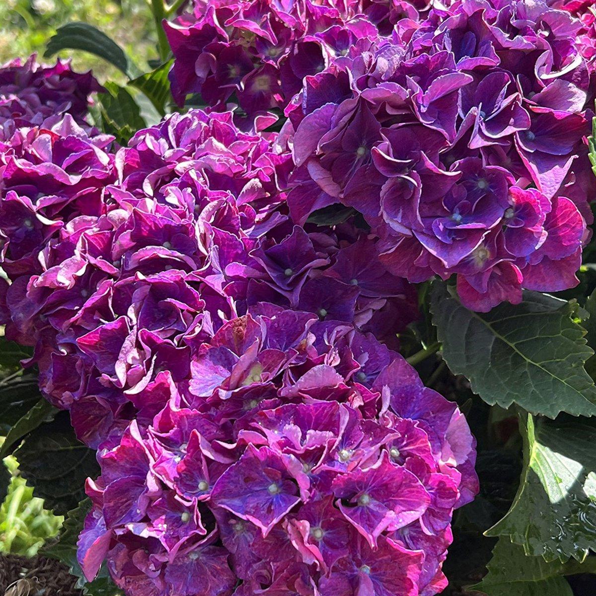 Гортензія Ред Бьюти Пурпл / С3 / Hydrangea Red Beauty Purple
