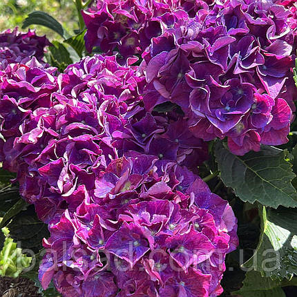 Гортензія Ред Бьюти Пурпл / Р14 / Hydrangea Red Beauty Purple, фото 3