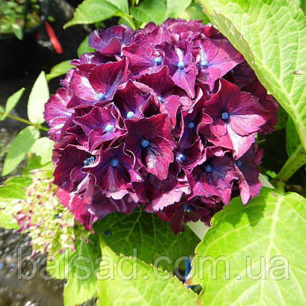 Гортензія Ред Бьюти Пурпл / Р14 / Hydrangea Red Beauty Purple, фото 4