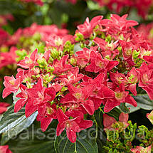 Гортензія Френсі Хот Пінк / Р14 / Hydrangea Francy Hot Pink, фото 3