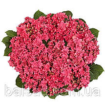 Гортензія Френсі Хот Пінк / Р14 / Hydrangea Francy Hot Pink, фото 4
