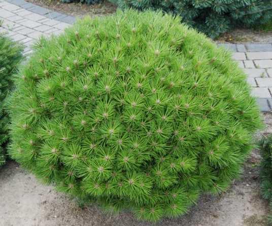 Сосна чорна Bambino 2 річна, Сосна черная Бамбино, Pinus nigra Bambino