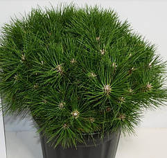 Сосна чорна Bambino 3 річна, Сосна черная Бамбино, Pinus nigra Bambino, фото 6
