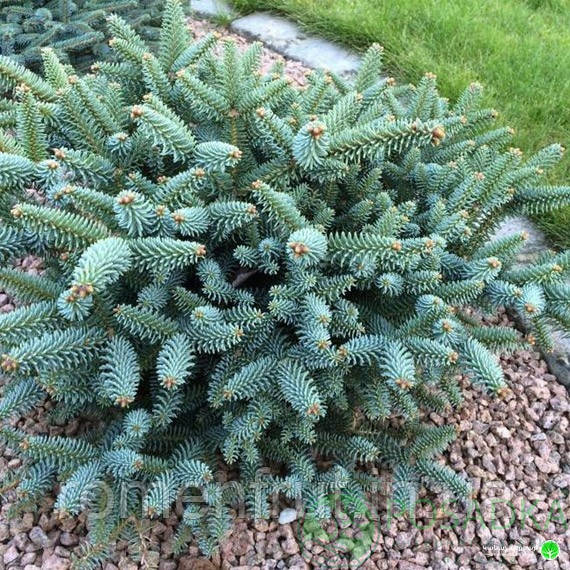 Ялиця Іспанська (ЗКС) 5р., фото 1