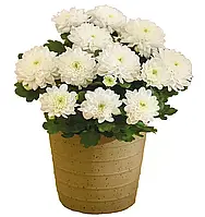 Хризантема Cure (Куре)  розсада. Польща. in-vitro