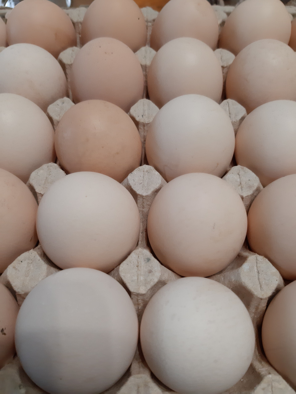 Бройлер КОББ 500 Яйця інкубаційні, фото 1