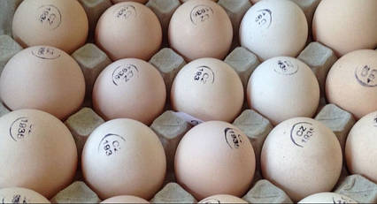 Бройлер КОББ 500 Чехія