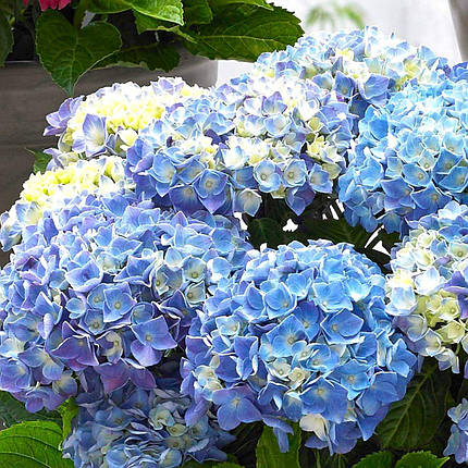 Гортензія Блю Баллад / С5 / Hydrangea macrophylla Blue Ballad, фото 2