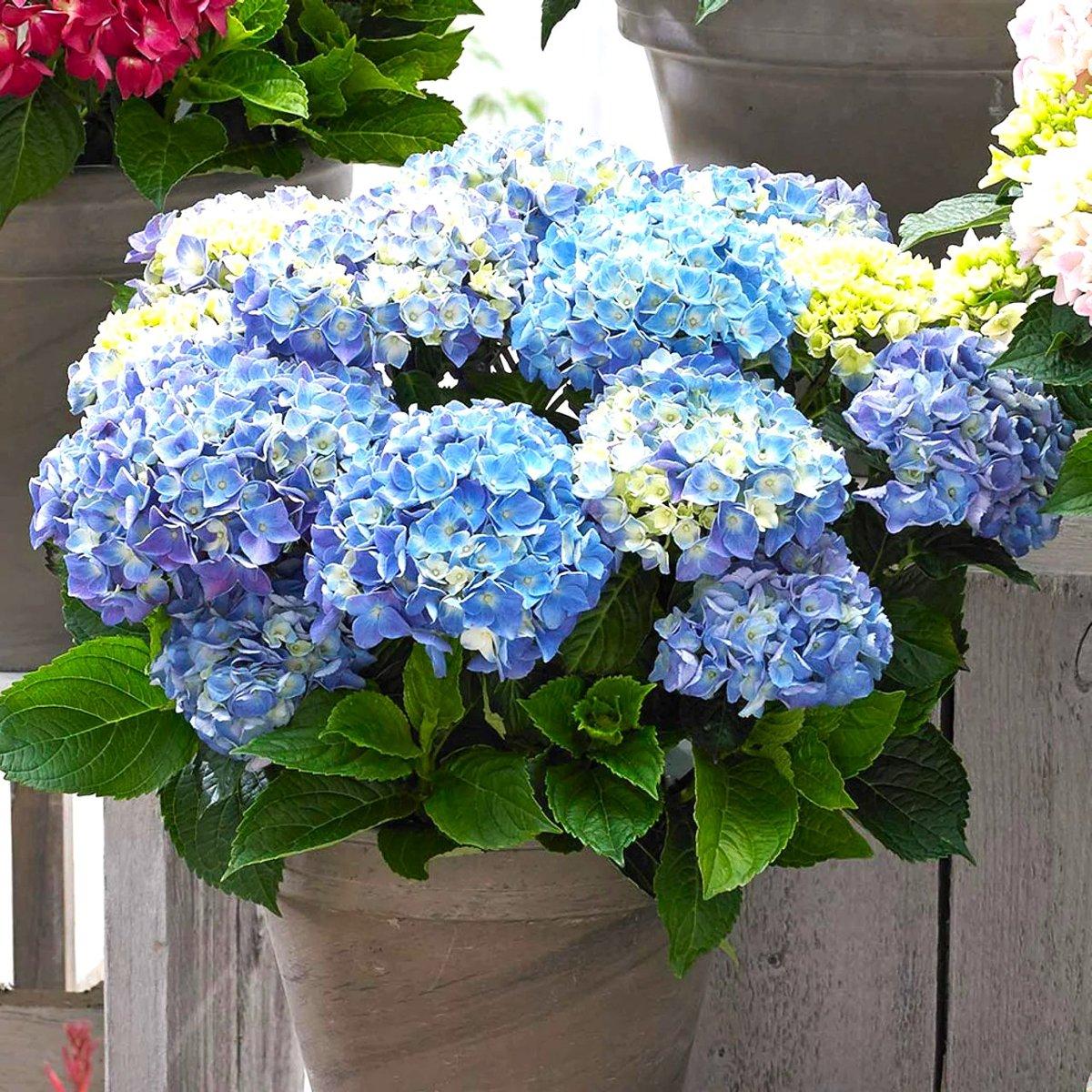 Гортензія Блю Баллад / С5 / Hydrangea macrophylla Blue Ballad