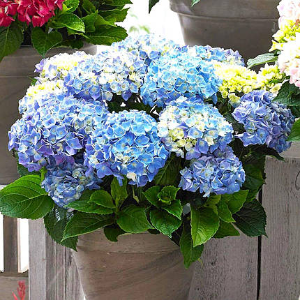 Гортензія Блю Баллад / С5 / Hydrangea macrophylla Blue Ballad, фото 1