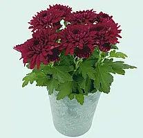 Хризантема Cure Purple (Куре Пурпле)  розсада. Польща. in-vitro