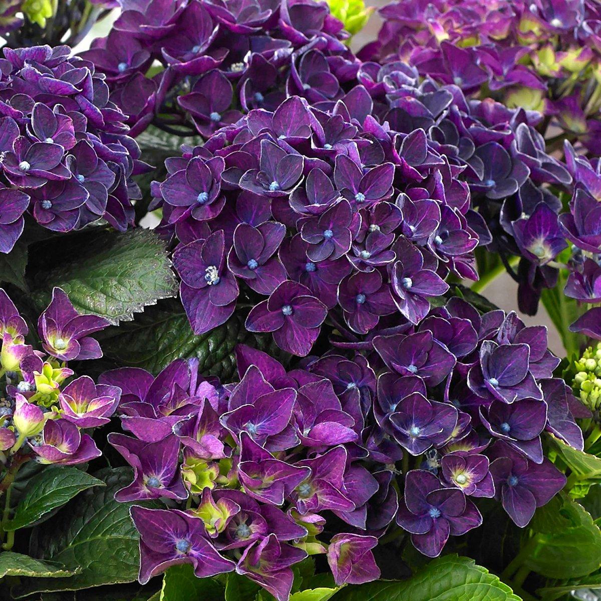 Гортензія Діп Пурпл Денс / С5 / Hydrangea Deep Purple Dance