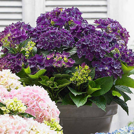 Гортензія Діп Пурпл Денс / С5 / Hydrangea Deep Purple Dance, фото 2