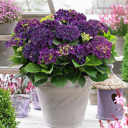 Гортензія Діп Пурпл Денс / С5 / Hydrangea Deep Purple Dance, фото 3