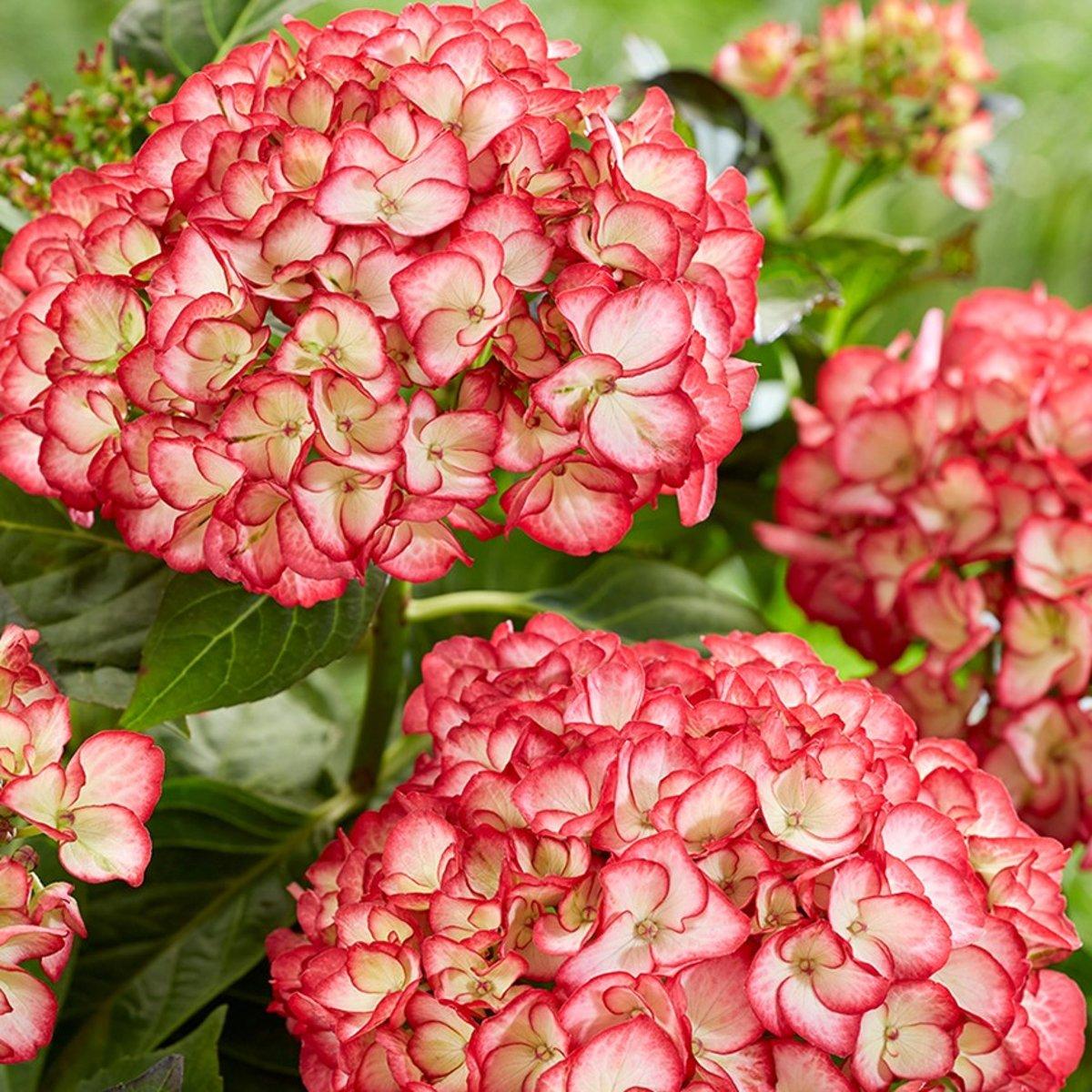 Гортензія Бьюті оф Боскоп / С5 / Hydrangea Beauty of Boskoop