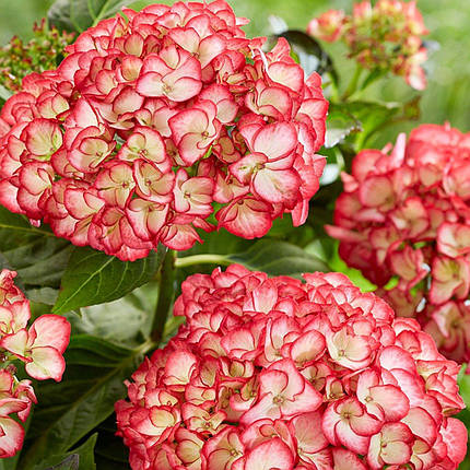 Гортензія Бьюті оф Боскоп / С5 / Hydrangea Beauty of Boskoop, фото 1
