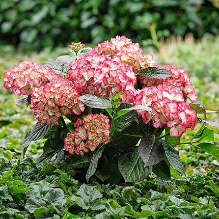 Гортензія Бьюті оф Боскоп / С5 / Hydrangea Beauty of Boskoop, фото 2
