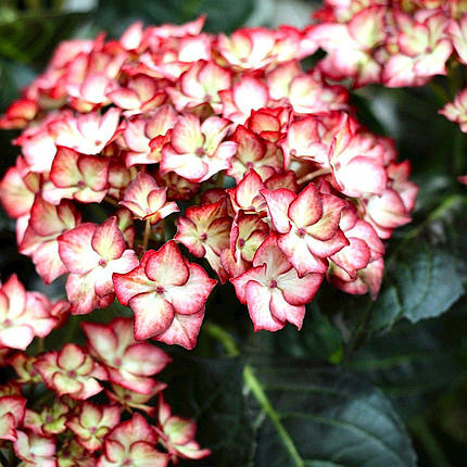 Гортензія Бьюті оф Боскоп / С5 / Hydrangea Beauty of Boskoop, фото 3