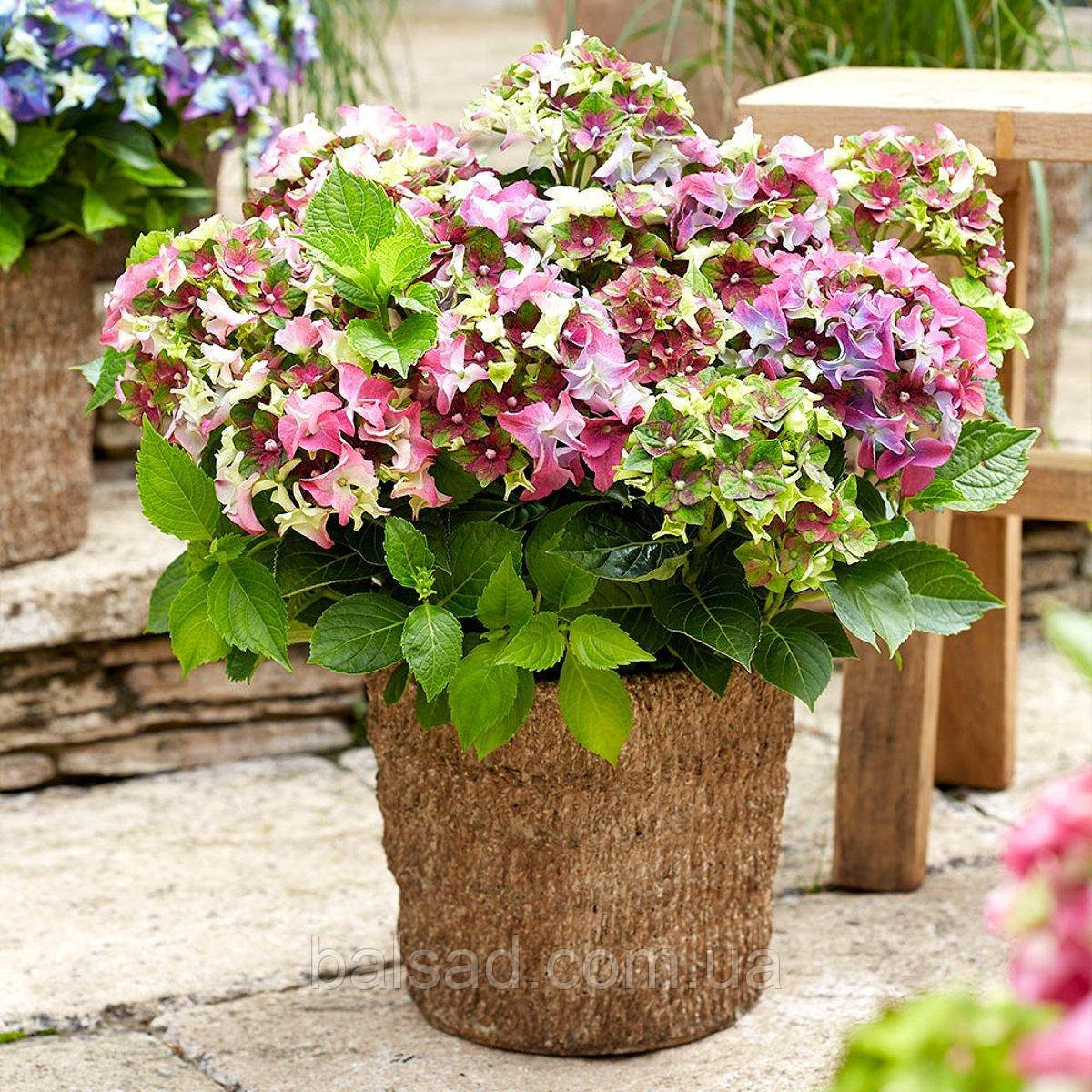 Гортензія Леді Мата Харі Пінк / С5 / Hydrangea Lady Mata Hari