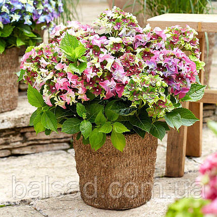 Гортензія Леді Мата Харі Пінк / С5 / Hydrangea Lady Mata Hari, фото 1