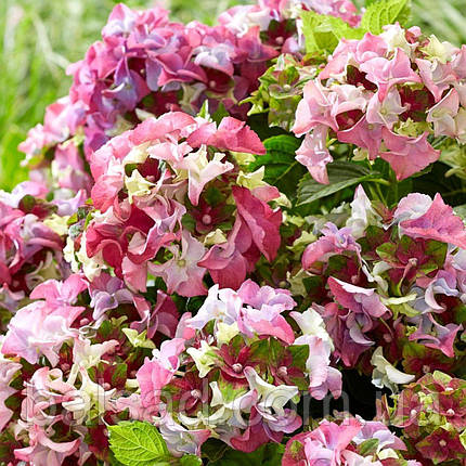 Гортензія Леді Мата Харі Пінк / С5 / Hydrangea Lady Mata Hari, фото 3