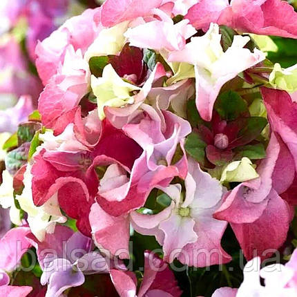 Гортензія Леді Мата Харі Пінк / С5 / Hydrangea Lady Mata Hari, фото 4
