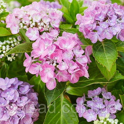 Гортензія Хортбакс Пінк / С5 / Hydrangea Hortbux Pink, фото 3