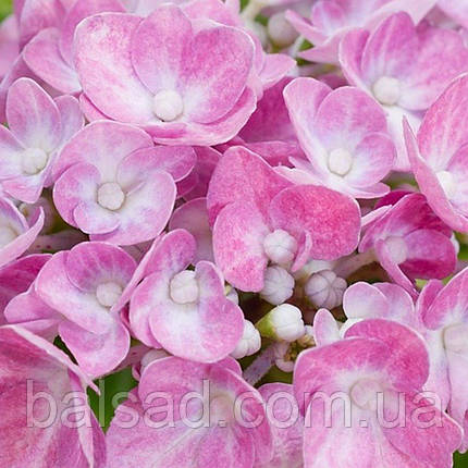 Гортензія Хортбакс Пінк / С5 / Hydrangea Hortbux Pink, фото 4