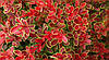 Барбарис Тунберга Admiration 2 річний, Барбарис Тунберга Адмирейшн, Berberis thunbergii Admiration, фото 7