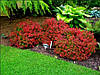 Барбарис Тунберга Admiration 2 річний, Барбарис Тунберга Адмирейшн, Berberis thunbergii Admiration, фото 8