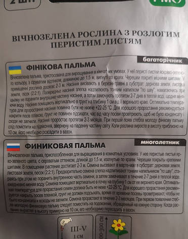 Фінікова пальма 2шт, фото 3