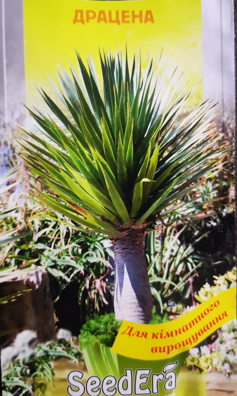Драцена 2 шт.