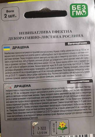 Драцена 2 шт., фото 3
