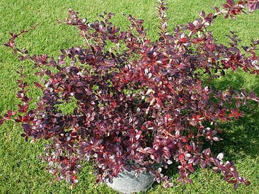 Барбарис середній Red Jewel 2 річний, Барбарис середній Ред Джевел, Berberis media Red Jewel