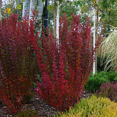 Барбарис Тунберга Red Pillar 2 річний, Барбарис Тунберга Ред Піллар, Berberis thunbergii Red Pillar, фото 2