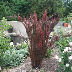 Барбарис Тунберга Red Pillar 2 річний, Барбарис Тунберга Ред Піллар, Berberis thunbergii Red Pillar, фото 3