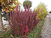 Барбарис Тунберга Red Pillar 2 річний, Барбарис Тунберга Ред Піллар, Berberis thunbergii Red Pillar, фото 8