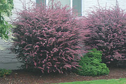 Барбарис Тунберга Rose Glow 3 річний, Барбарис Тунберга Роуз Глоу, Berberis thunbergii Rose Glow, фото 5
