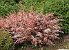 Барбарис Тунберга Rose Glow 3 річний, Барбарис Тунберга Роуз Глоу, Berberis thunbergii Rose Glow, фото 7