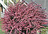 Барбарис Тунберга Rose Glow 3 річний, Барбарис Тунберга Роуз Глоу, Berberis thunbergii Rose Glow, фото 9