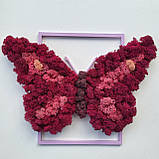 Картина на Подарунок дівчині дружині дочці на 8 березня метелик з моху РІзні розміри, фото 6